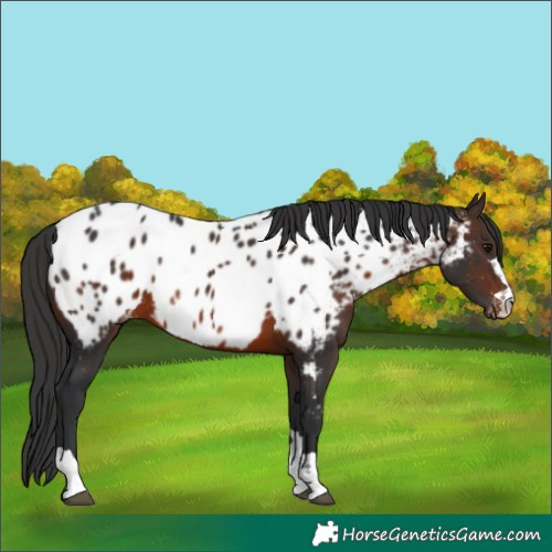 Horse Color:Brown Appaloosa Rabicano 