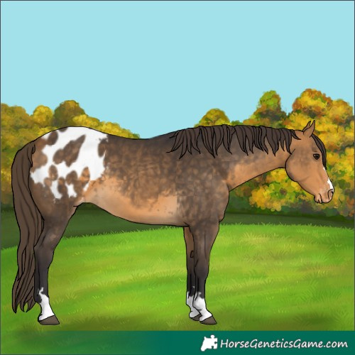 Horse Color:Buckskin Appaloosa 