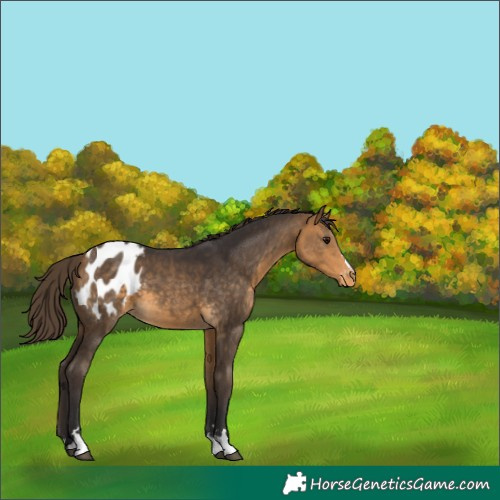 Horse Color:Buckskin Appaloosa 