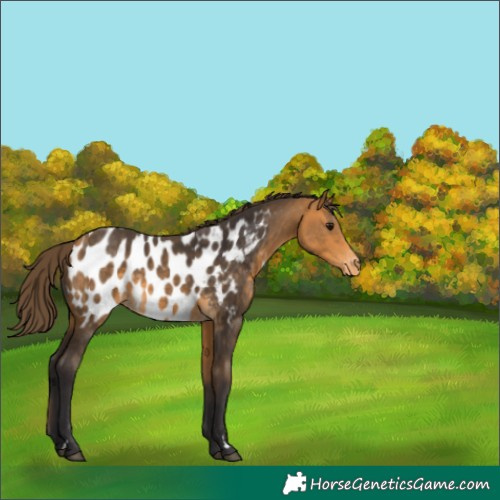 Horse Color:Buckskin Appaloosa