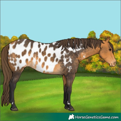 Horse Color:Buckskin Appaloosa 