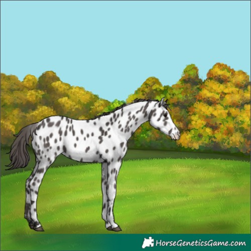 Horse Color:Smoky Black Appaloosa 
