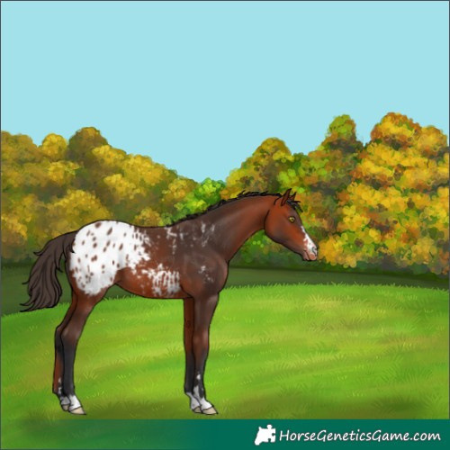 Horse Color:Bay Appaloosa