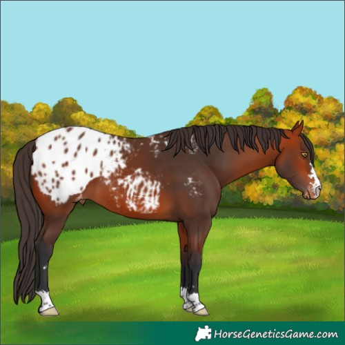 Horse Color:Bay Appaloosa