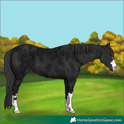 Horse Color:Black Ice 