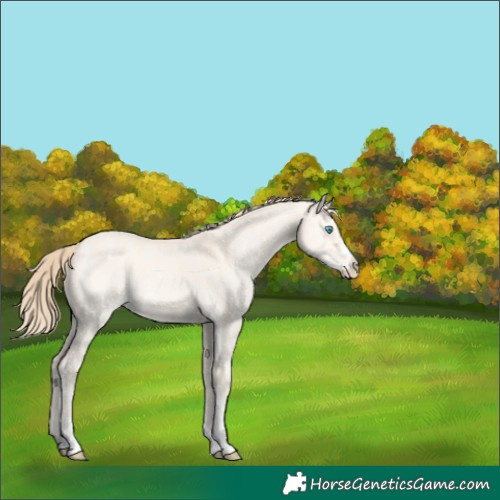 Horse Color:Perlino Dun 