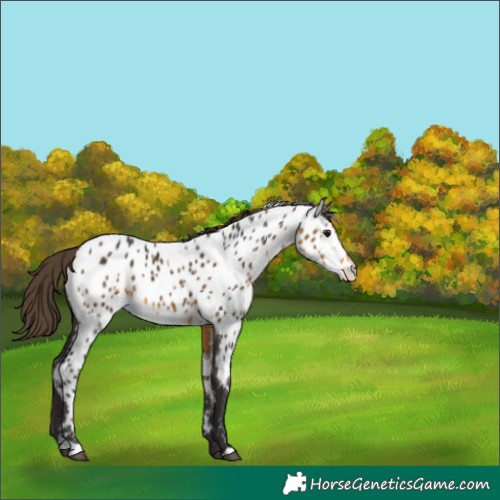 Horse Color:Buckskin Near Leopard 
