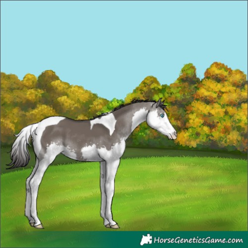 Horse Color:Smoky Grullo Splash Tobiano 