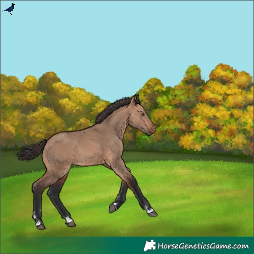 Horse Color:Bay Dun