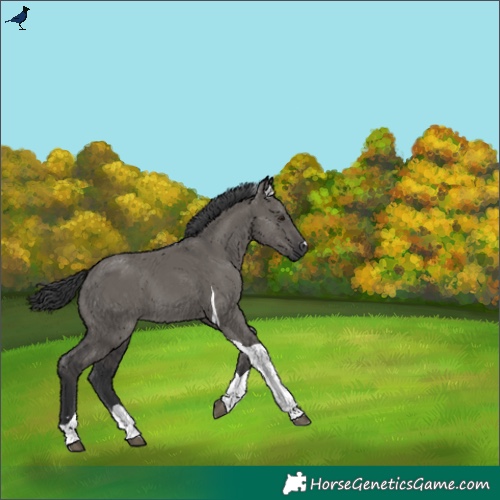 Horse Color:Grullo Tobiano 