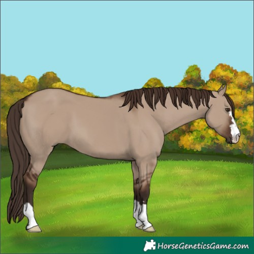 Horse Color:Liver Red Dun 