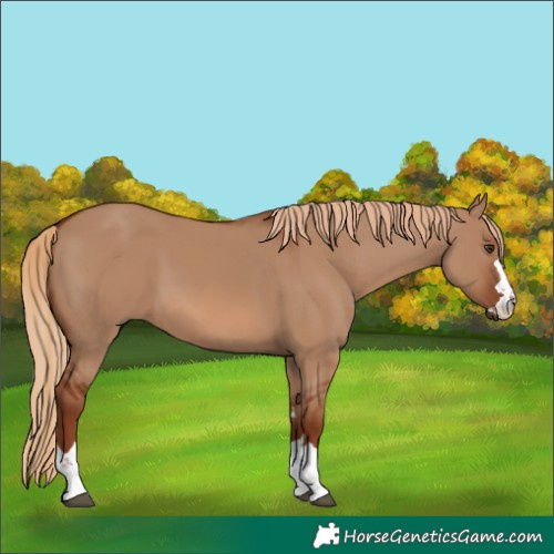 Horse Color:Red Dun 