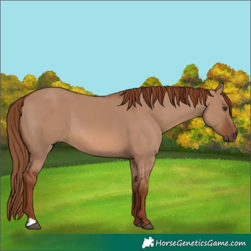 Horse Color:Red Dun 