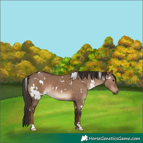 Horse Color:White Spotted Liver Red Dun 