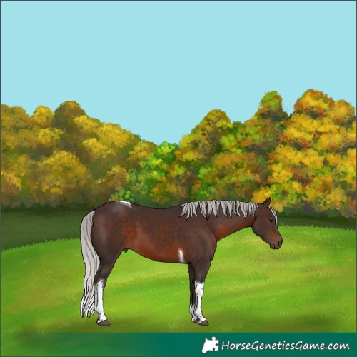 Horse Color:Silver Brown Mushroom Tobiano 