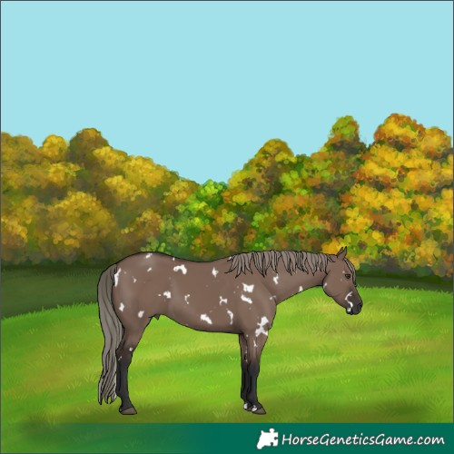 Horse Color:White Spotted Liver Red Dun Mushroom