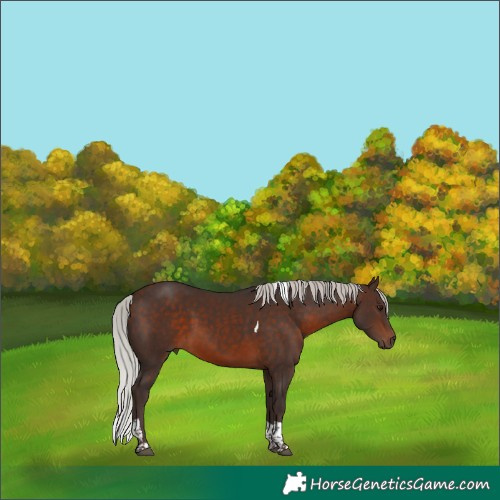 Horse Color:Silver Brown Tobiano 