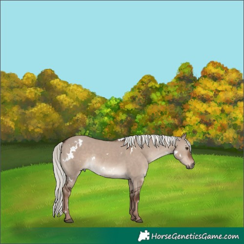 Horse Color:White Spotted Liver Red Dun Mushroom 