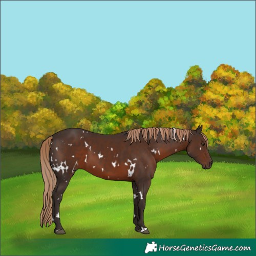 Horse Color:White Spotted Liver Chestnut 
