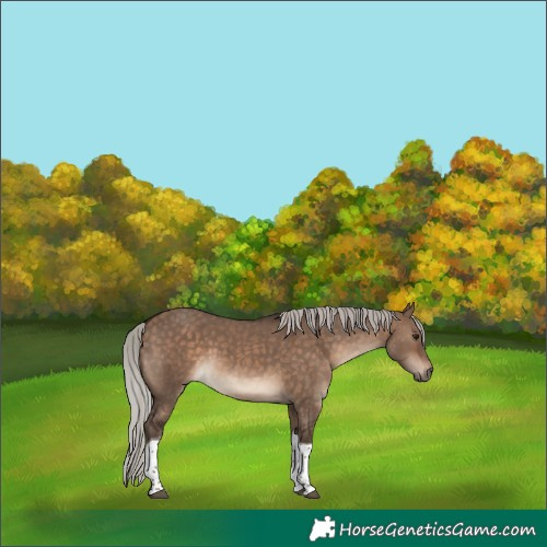 Horse Color:Silver Brown Dun Tobiano