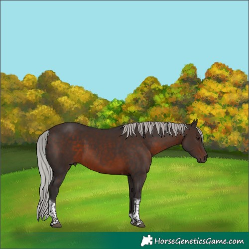 Horse Color:Silver Brown Mushroom Tobiano 