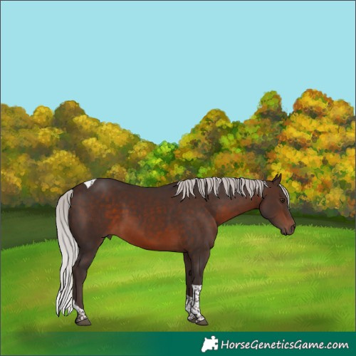 Horse Color:Silver Brown Mushroom Tobiano 
