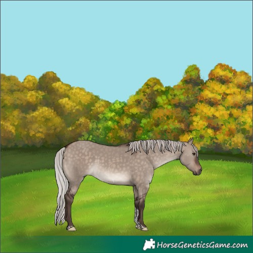 Horse Color:Silver Brown Dun Mushroom Tobiano