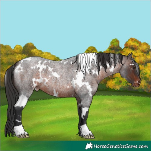 Horse Color:White Spotted Brown Roan Appaloosa 