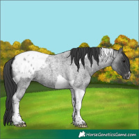 Horse Color:Blue Roan Tobiano Blanket 