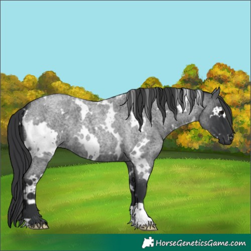 Horse Color:White Spotted Blue Roan 