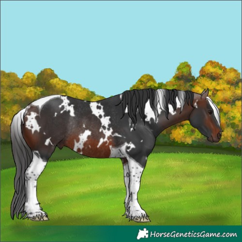 Horse Color:White Spotted Brown Tobiano Rabicano 