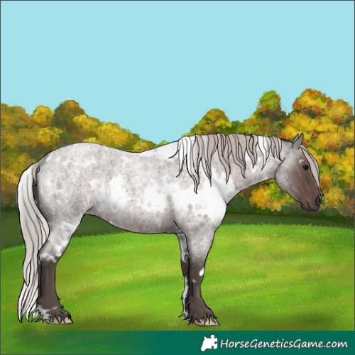 Horse Color:White Spotted Silver Blue Roan Rabicano 