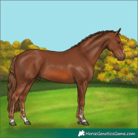 Horse Color:Chestnut 