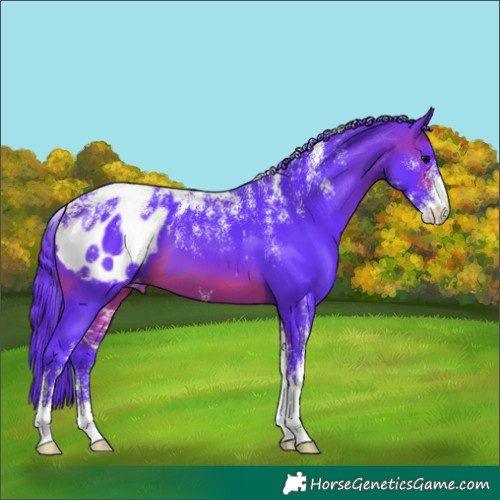 Horse Color:Powder White Watercolor Brown Appaloosa 