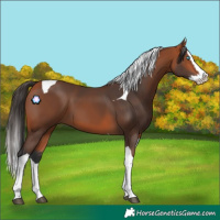 Horse Color:Bay Splash Tobiano 