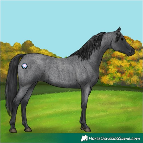 Horse Color:Blue Roan 