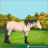 Horse Color:Buckskin