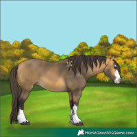 Horse Color:Buckskin