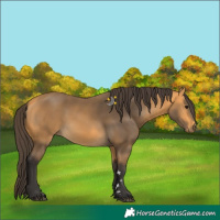 Horse Color:Buckskin 