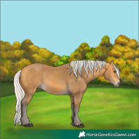 Horse Color:Silver Buckskin 