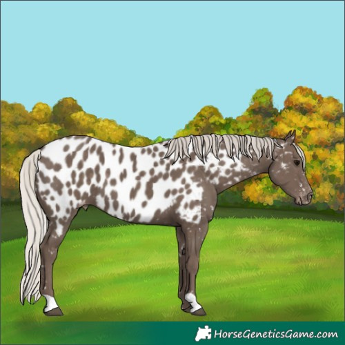 Horse Color:Silver Black Appaloosa 