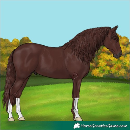 Horse Color:Gray Chocolate Black 