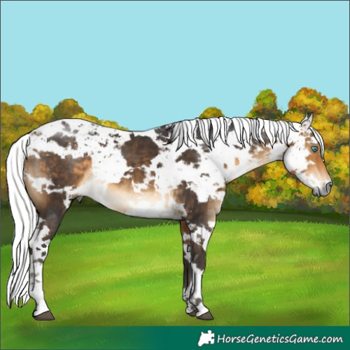Horse Color:Buckskin Harlequin Merle 