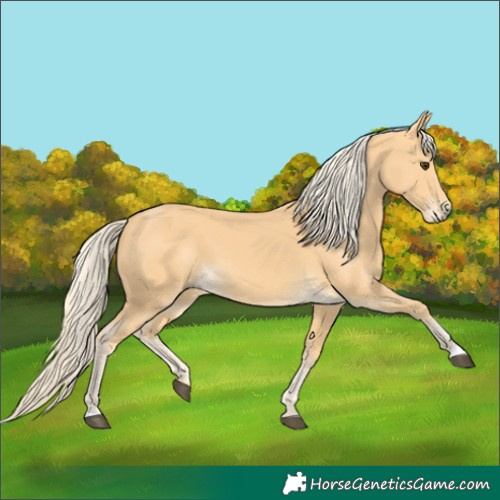 Horse Color:Unknown 