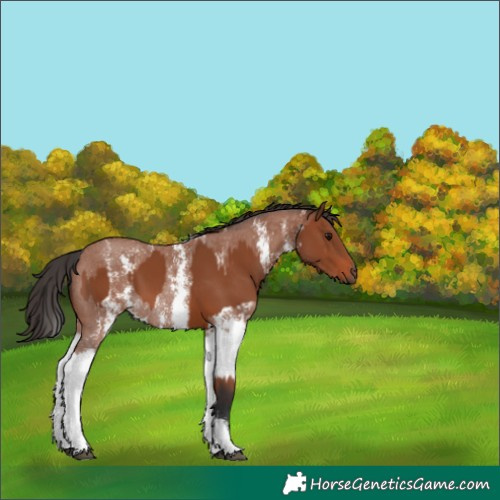 Horse Color:Bay Sabino Rabicano and Bay Sabino Splash Rabicano