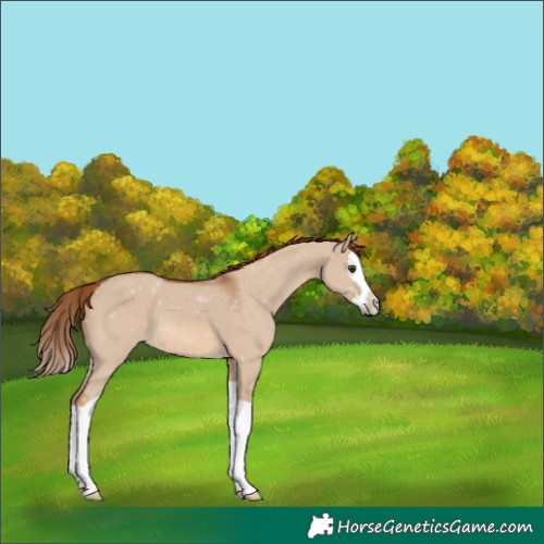 Horse Color:Red Dun Splash 