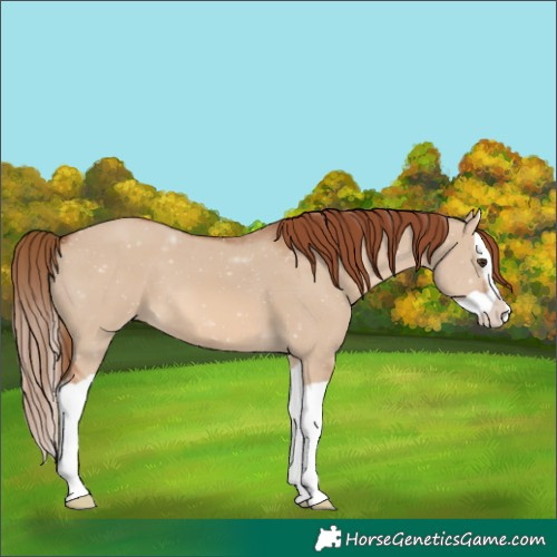 Horse Color:Red Dun Splash