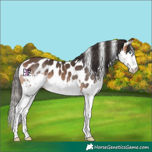 Horse Color:Bay Splash Skewed Appaloosa 