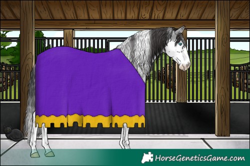 Horse Color:Black Sabino Splash Skewed Appaloosa 