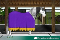 Horse Color:Black Sabino Splash Skewed Appaloosa